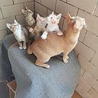 萌萌小猫咪找新家