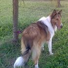 纯种苏牧犬特价出售 可送狗笼子和狗用品