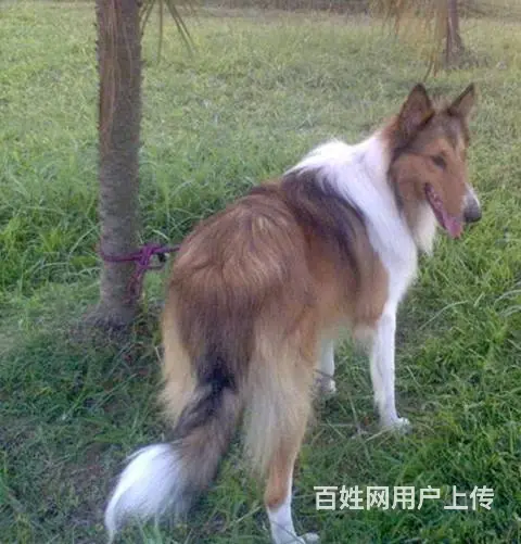 纯种苏牧犬特价出售 可送狗笼子和狗用品的图片