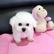 南阳【*推荐】泰迪犬舍‖泰迪养殖场