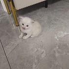 布偶小猫