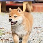 眉山哪里有卖双血的柴犬 血统柴犬多少钱一只