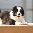 边境牧羊犬价格 纯种边牧幼犬出售 可上门可视频挑选