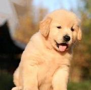 安阳哪里有靠谱犬舍实地挑选全国发货哪里有靠谱犬舍安阳