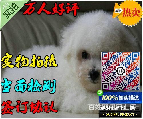 出售活泼可爱的比熊犬—保证纯种保证—健康多只可选的图片