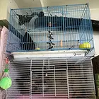 仓鼠  蜜袋鼯   各类小宠笼子