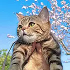 资中宠物托运{猫狗长途搬家}活体快速邮寄2024安全快捷全国