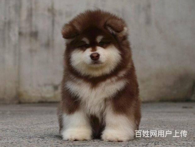 纯种阿拉斯加犬多少钱一只 巨型阿拉斯加 百分百健康