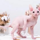 新乡出售自家繁殖纯种无毛猫 斯芬克斯猫 保健康