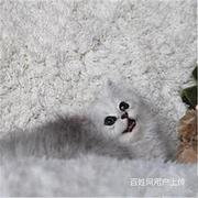 广东江门猫舍直销双血统金吉拉送货上门