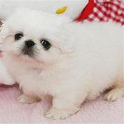 泰安【十年老店】常年繁殖优质血统京巴幼犬