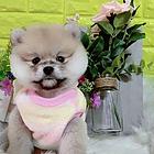 兴安【博美犬舍】地址靠谱博美卖家