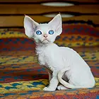 德文卷毛猫价格 德文卷毛猫成年体重 德文卷毛猫