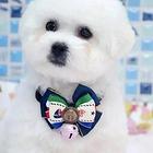 直销比熊幼犬 CKU认证犬舍 讲诚信信誉好