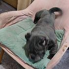 纯种自己繁育恶霸犬