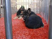 锤系 大头锤系 黑脸锤系 纯种德国牧羊犬幼犬