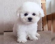 白山哪里可以买到精品比熊犬 比熊连锁店