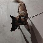 两岁母马犬