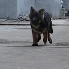 济宁冠军直子双血统德国牧羊犬健康保障60天可签协议