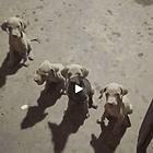 威玛猎犬两个月一针疫苗两次驱虫