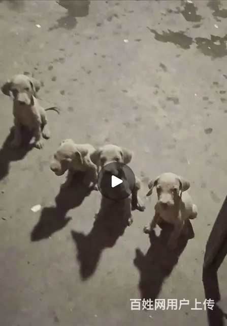 威玛猎犬两个月一针疫苗两次驱虫的图片