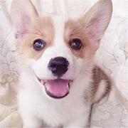 白山CKU认证柯基基地  柯基犬舍直销