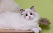 布偶猫好养吗 新手可以养吗  多少钱一只 图片价格
