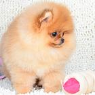 邵阳知名犬舍有博美出售 狗美价廉 包健康