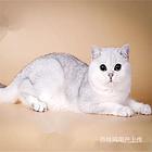 浙江宁波纯种双血统银渐层猫舍直销