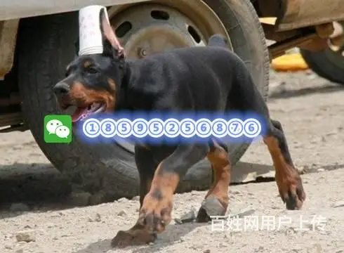杜宾犬 罗威纳 马犬 黑狼犬 卡斯罗 德牧 德国中的图片
