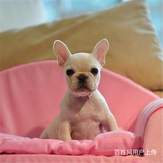 商丘法斗养殖基地Ⅰ法斗繁殖基地的图片
