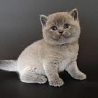 曲靖蓝猫养殖户◆蓝猫多少钱一个