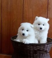 纯种纯种萨摩耶幼犬价格合理养殖基地直销cku认证犬