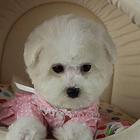 出售纯种比熊幼犬 赛级比熊幼犬 比熊多少钱