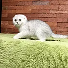 盐城附近哪里有银渐层卖◆猫场常年卖纯种银渐层