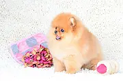 出售哈多利博美犬，纯白正宗博美犬等你带回家