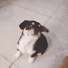狗狗可爱50