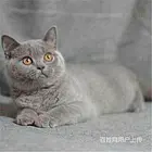 广东佛山猫舍直销纯种蓝猫低价出售