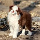 纯种高品质边牧幼犬出售 疫苗驱虫 保证健康可签协议