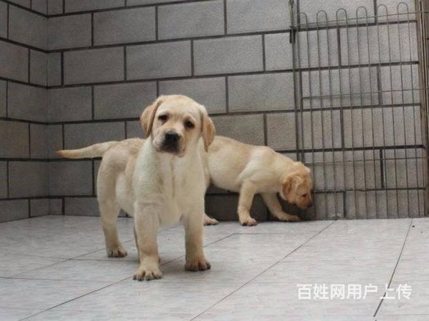 北京哪卖拉布拉多犬 纯种拉布拉多犬 精品拉布拉多犬