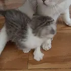 有没有人买猫咪的