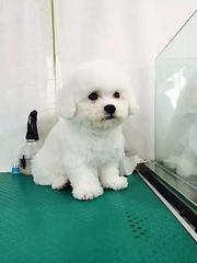 楚雄优质比熊如何挑选，优质比熊多少钱一个