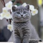 福建漳州纯种英短蓝猫特价转让