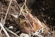 茶芽还早 展示竹林 春茶上市吃春笋 小戴白茶