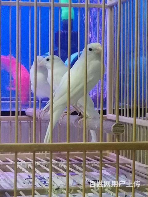 白红眼基因玉鸟的图片