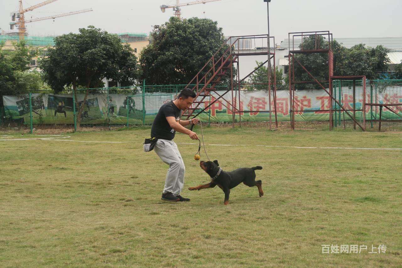 中山宠物训练学校训犬基地—伊甸园训犬基地