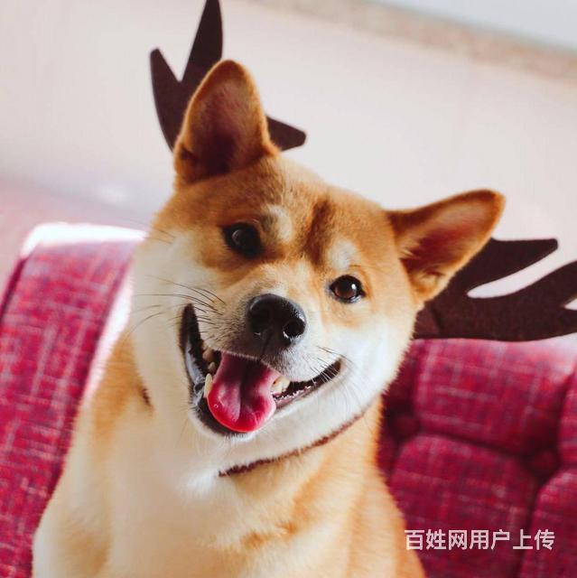 西安纯种柴犬多少钱一只,买柴犬到【优莱犬舍】