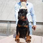 纯种健康杜宾幼犬低价热卖，欢迎上门选购