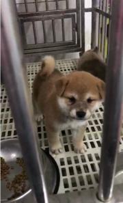 通化好的柴犬哪里有卖，好的柴犬如何挑选
