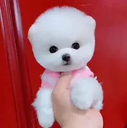 纯种博美 圆球小博美犬  重庆出售  三年质量保证